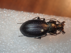 Carabus billbergi