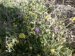 Centaurea crocodylium