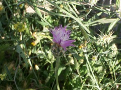 Centaurea crocodylium