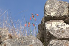 Stenomesson miniatum