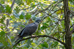 Columba palumbus