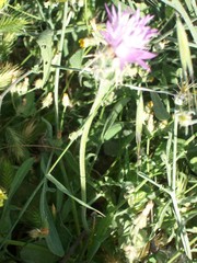 Centaurea crocodylium