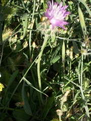 Centaurea crocodylium