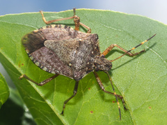 Halyomorpha halys