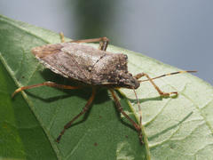 Halyomorpha halys