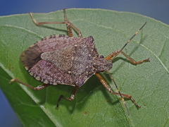 Halyomorpha halys