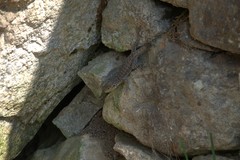 Stenocercus crassicaudatus