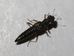 Stenus bimaculatus