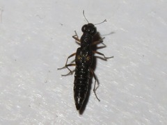 Stenus bimaculatus