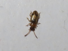 Psammoecus bipunctatus