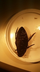 Hydrophilus triangularis