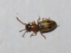 Psammoecus bipunctatus