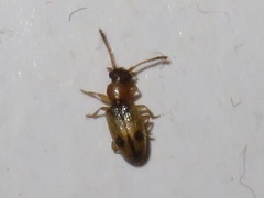 Psammoecus bipunctatus