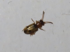 Psammoecus bipunctatus