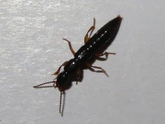 Lathrobium brunnipes