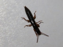 Lathrobium brunnipes