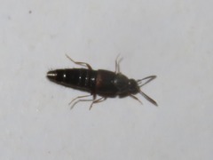 Oxypoda acuminata