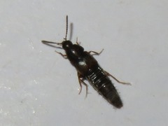 Oxypoda acuminata
