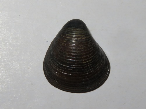 Corbicula fluminalis