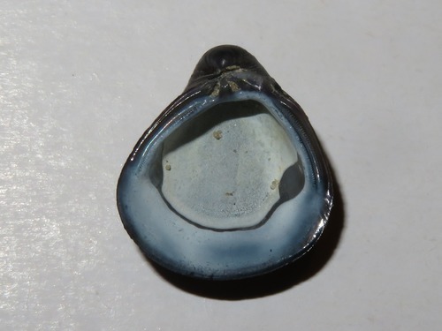 Corbicula fluminalis