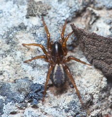 Amphiledorus balnearius