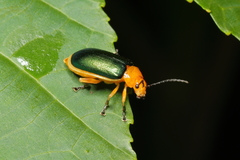 Cacoscelis marginata