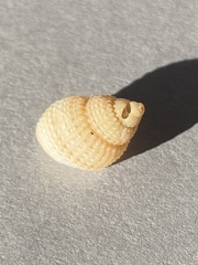 Nassarius perpinguis