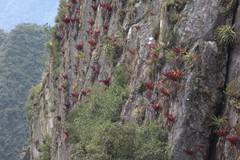 Tillandsia machupicchuensis