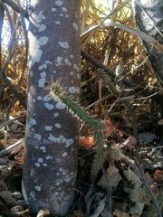 Opuntia pubescens