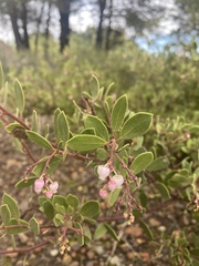 Arctostaphylos bakeri bakeri