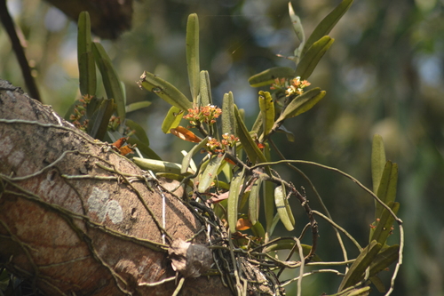 Image of Acampe praemorsa by no rights reserved