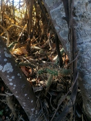 Opuntia pubescens