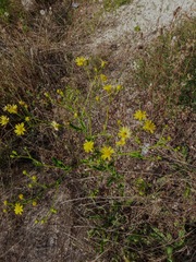 Jacobaea grandidentata
