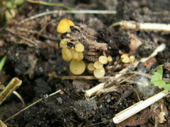 Hymenoscyphus vernus