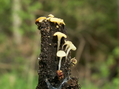 Hymenoscyphus vernus
