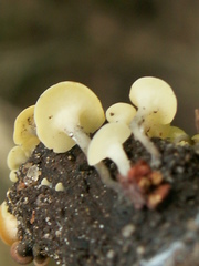 Hymenoscyphus vernus