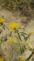Centaurea hyalolepis