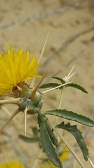 Centaurea hyalolepis