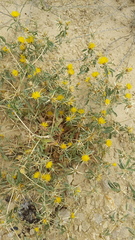 Centaurea hyalolepis