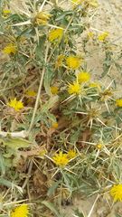 Centaurea hyalolepis