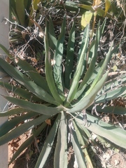 Agave convallis