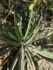 Agave convallis