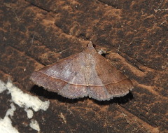 Hypospila