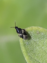 Orius tristicolor