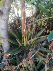 Agave kerchovei