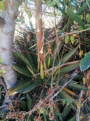 Agave kerchovei
