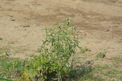 Leucas lavandulifolia