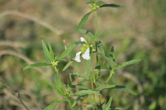 Leucas lavandulifolia