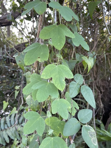 Passiflora pallens, photograph 4
