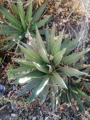 Agave kerchovei